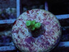 画像1: No.129 バーミキュラータ (1)