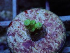 画像2: No.129 バーミキュラータ (2)