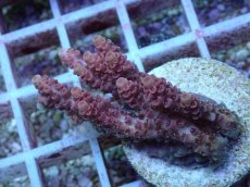 画像1: No.130 オーストラリア産 クシハダミドリイシ (1)