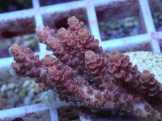 画像2: No.130 オーストラリア産 クシハダミドリイシ (2)