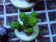 画像1: No.131 フィジー産 ツツユビミドリイシ (1)