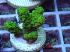 画像2: No.131 フィジー産 ツツユビミドリイシ (2)