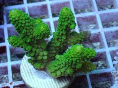 画像1: No.132 フィジー産 ツツユビミドリイシ (1)