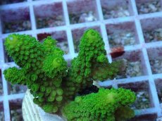 画像2: No.132 フィジー産 ツツユビミドリイシ (2)