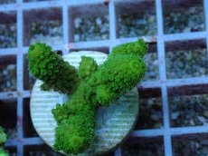 画像1: No.133 フィジー産 ツツユビミドリイシ (1)