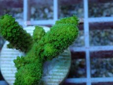 画像2: No.133 フィジー産 ツツユビミドリイシ (2)