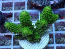 画像1: No.134 フィジー産 ツツユビミドリイシ (1)