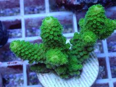 画像2: No.134 フィジー産 ツツユビミドリイシ (2)