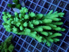 画像1: No.135 バーミキュラータ (1)