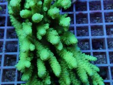 画像2: No.135 バーミキュラータ (2)