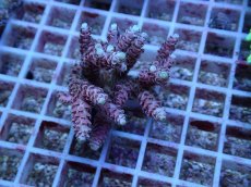 画像1: No.136 浅場ミドリイシ (1)