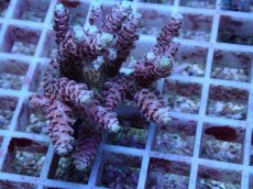 画像2: No.136 浅場ミドリイシ (2)