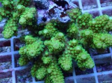 画像2: No.137 フィジー産 ツツユビミドリイシ (2)