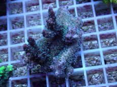 画像1: No.138 オーストラリア産 コンフェッティ (1)