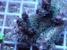 画像2: No.138 オーストラリア産 コンフェッティ (2)