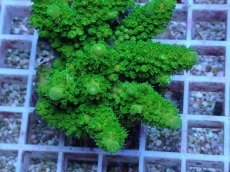 画像2: No.139 フィジー産 ツツユビミドリイシ (2)