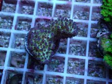 画像1: No.140 オーストラリア産 オヤユビミドリイシ (1)