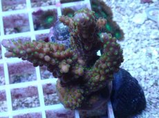 画像1: No.141 フィジー産 浅場ミドリイシ (1)