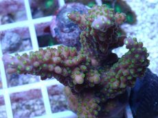 画像2: No.141 フィジー産 浅場ミドリイシ (2)