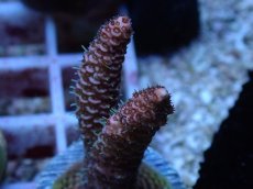 画像2: No.142 ハイマツミドリイシ (2)