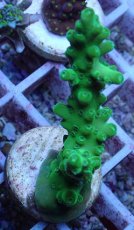 画像1: No.143 フィジー産 浅場ミドリイシ (1)