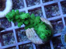 画像2: No.143 フィジー産 浅場ミドリイシ (2)