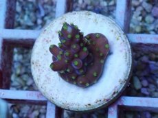 画像1: No.144 フィジー産 浅場ミドリイシ (1)