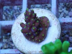 画像2: No.144 フィジー産 浅場ミドリイシ (2)