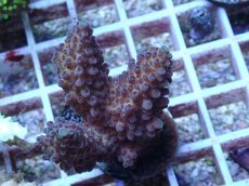 画像1: No.145 オーストラリア産 オヤユビミドリイシ (1)