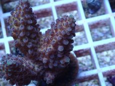 画像2: No.145 オーストラリア産 オヤユビミドリイシ (2)