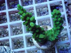 画像1: No.146 フィジー産 浅場ミドリイシ (1)