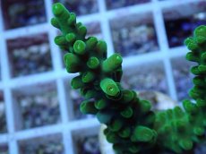 画像2: No.146 フィジー産 浅場ミドリイシ (2)