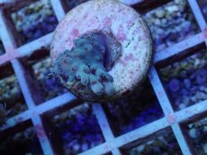 画像1: No.147 深場ミドリイシ (1)