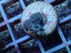 画像2: No.147 深場ミドリイシ (2)