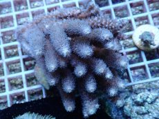 画像1: No.148 バーミキュラータ (1)