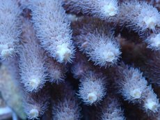 画像2: No.148 バーミキュラータ (2)