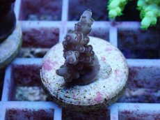 画像1: No.149 フィジー産 ツツユビミドリイシ (1)