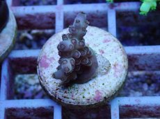 画像2: No.149 フィジー産 ツツユビミドリイシ (2)