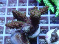 画像1: No.150 深場ミドリイシ (1)