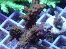 画像2: No.150 深場ミドリイシ (2)