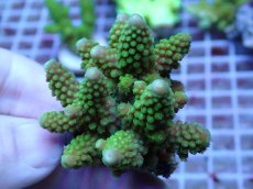 画像1: No.151 フィジー産 浅場ミドリイシ (1)