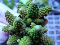 画像2: No.151 フィジー産 浅場ミドリイシ (2)