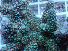 画像2: No.152 フィジー産 ヒメマツミドリイシ (2)