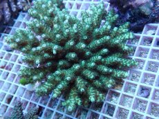 画像1: No.153 フィジー産 カドエダミドリイシ (1)