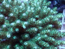 画像2: No.153 フィジー産 カドエダミドリイシ (2)