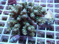 画像1: No.154 フィジー産 カドエダミドリイシ (1)