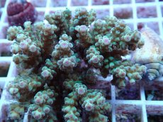 画像2: No.154 フィジー産 カドエダミドリイシ (2)