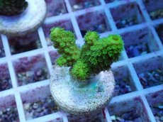 画像1: No.155 フィジー産 ツツユビミドリイシ (1)