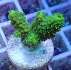 画像2: No.155 フィジー産 ツツユビミドリイシ (2)