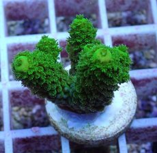 画像1: No.156 フィジー産 ツツユビミドリイシ (1)